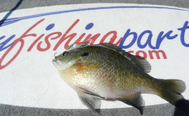 Lake Winnebago, Lake Poygan, Wolf and Fox Rivers Fishing Report 6-3-13