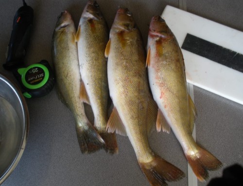 Deep Fried Walleye