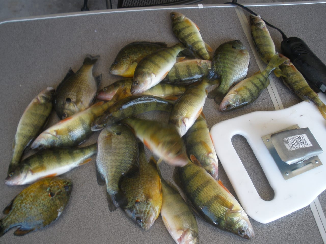 Easy Technique To Catch Lake Michigan Perch 