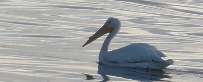American White pelicans