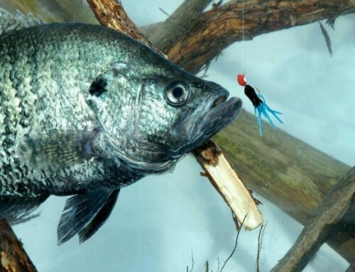 Crappie Fishing Without a Boat