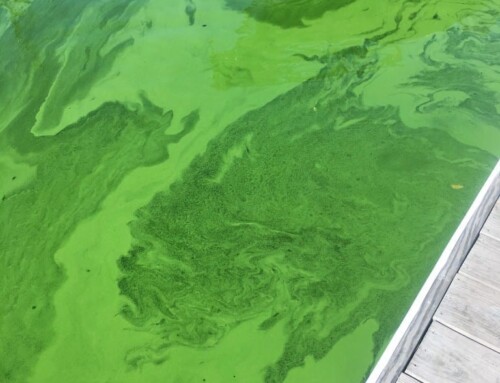 Blue-green algae giving swimmers rashes in Lake Winnebago