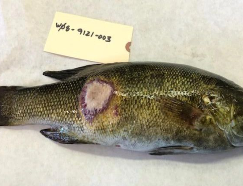 Large Mouth Bass Virus Found in WI